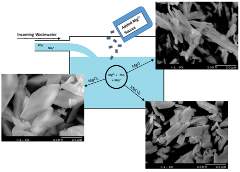 Struvite precipitated using abundant magnesium sources